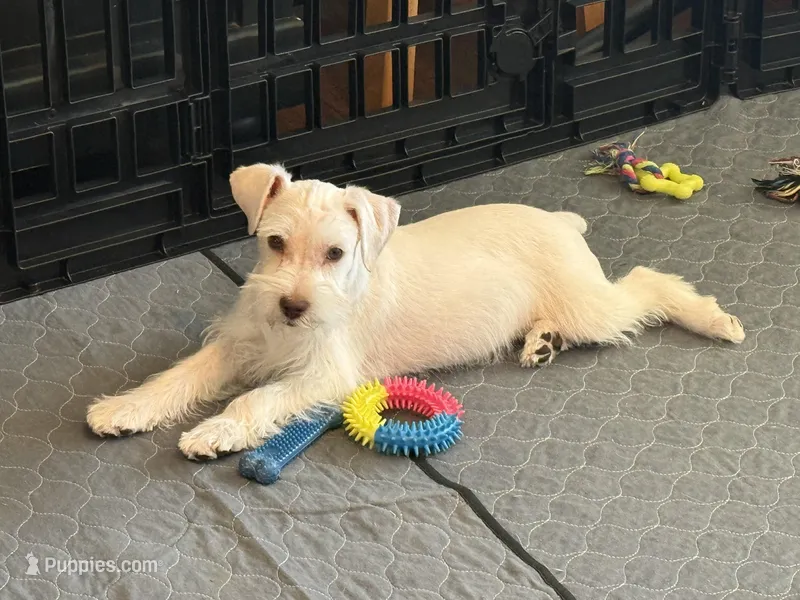 Snowflake, a male Miniature Schnauzer for sale in Flat Rock, AL – Photo 1 of 10