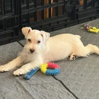 Snowflake, a male Miniature Schnauzer for sale in Flat Rock, AL – Photo 1 of 9