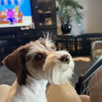 Snowflake, a male Miniature Schnauzer for sale in Flat Rock, AL – Photo 2 of 9