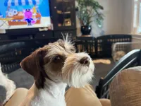 Snowflake, a male Miniature Schnauzer for sale in Flat Rock, AL – Photo 3 of 10