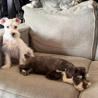 Snowflake, a male Miniature Schnauzer for sale in Flat Rock, AL – Photo 7 of 9