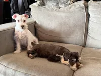 Snowflake, a male Miniature Schnauzer for sale in Flat Rock, AL – Photo 8 of 10