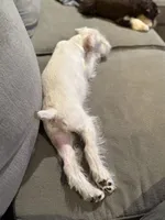 Snowflake, a male Miniature Schnauzer for sale in Flat Rock, AL – Photo 5 of 10