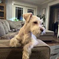 Snowflake, a male Miniature Schnauzer for sale in Flat Rock, AL – Photo 3 of 9