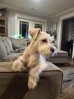 Snowflake, a male Miniature Schnauzer for sale in Flat Rock, AL – Photo 4 of 10