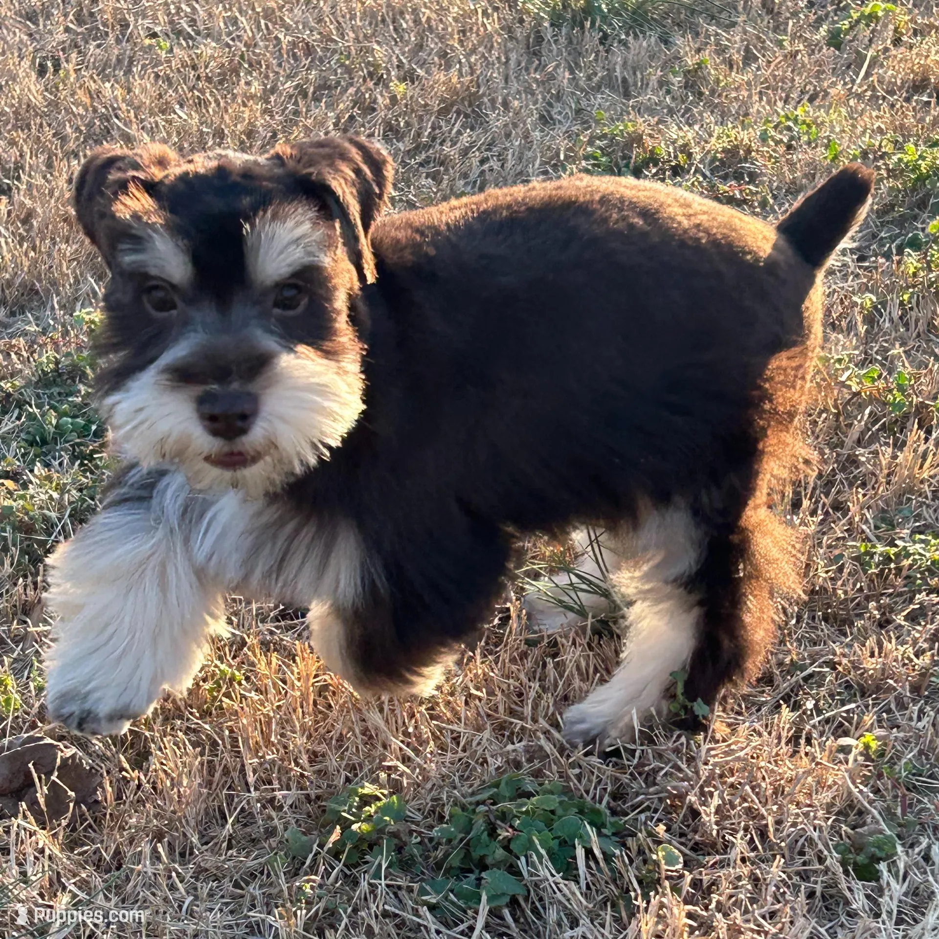 LT, a male Miniature Schnauzer for sale in Flat Rock, AL – Photo 8 of 8