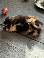 LT, a male Miniature Schnauzer for sale in Flat Rock, AL – Photo 6 of 8