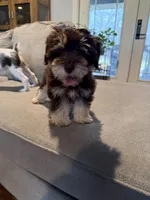 LT, a male Miniature Schnauzer for sale in Flat Rock, AL – Photo 7 of 8