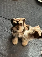 LT, a male Miniature Schnauzer for sale in Flat Rock, AL – Photo 5 of 8