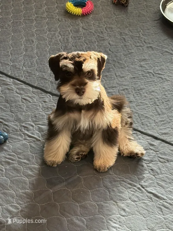 LT, a male Miniature Schnauzer for sale in Flat Rock, AL – Photo 1 of 8