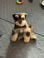 LT, a male Miniature Schnauzer for sale in Flat Rock, AL – Photo 1 of 8