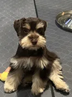LT, a male Miniature Schnauzer for sale in Flat Rock, AL – Photo 3 of 8