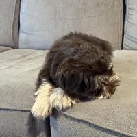 Snowflake, a male Miniature Schnauzer for sale in Flat Rock, AL – Photo 5 of 9