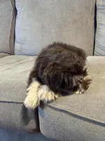 Snowflake, a male Miniature Schnauzer for sale in Flat Rock, AL – Photo 6 of 10