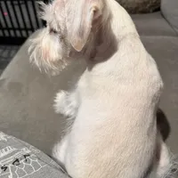 Snowflake, a male Miniature Schnauzer for sale in Flat Rock, AL – Photo 6 of 9