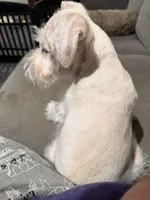 Snowflake, a male Miniature Schnauzer for sale in Flat Rock, AL – Photo 7 of 10