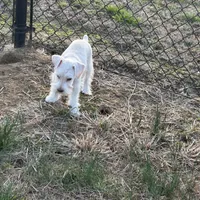 Snowflake, a male Miniature Schnauzer for sale in Flat Rock, AL – Photo 8 of 9