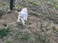 Snowflake, a male Miniature Schnauzer for sale in Flat Rock, AL – Photo 9 of 10