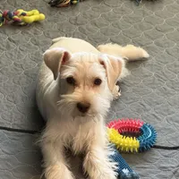 Snowflake, a male Miniature Schnauzer for sale in Flat Rock, AL – Photo 9 of 9