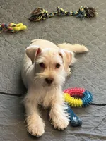 Snowflake, a male Miniature Schnauzer for sale in Flat Rock, AL – Photo 10 of 10