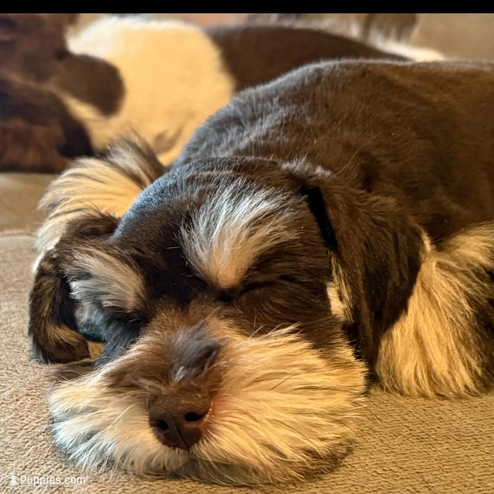 LT, a male Miniature Schnauzer for sale in Flat Rock, AL – Photo 2 of 8