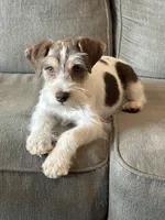 WJ, a male Miniature Schnauzer for sale in Flat Rock, AL – Photo 9 of 10