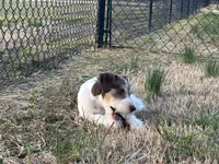 WJ, a male Miniature Schnauzer for sale in Flat Rock, AL – Photo 10 of 10