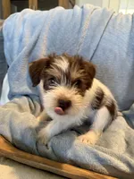 WJ, a male Miniature Schnauzer for sale in Flat Rock, AL – Photo 2 of 10