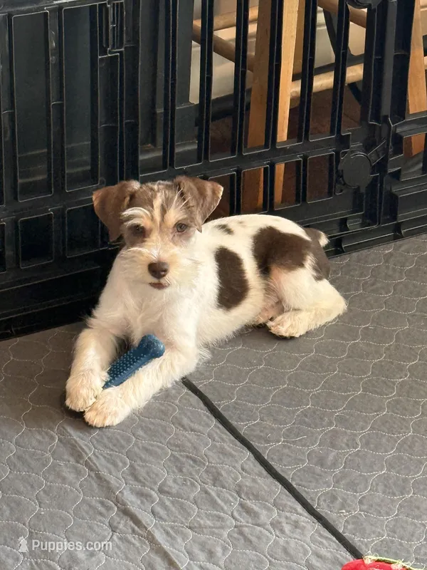 WJ, a male Miniature Schnauzer for sale in Flat Rock, AL – Photo 1 of 10