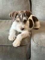 WJ, a male Miniature Schnauzer for sale in Flat Rock, AL – Photo 7 of 10