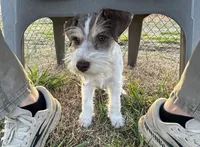 WJ, a male Miniature Schnauzer for sale in Flat Rock, AL – Photo 8 of 10