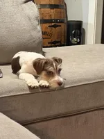 WJ, a male Miniature Schnauzer for sale in Flat Rock, AL – Photo 6 of 10