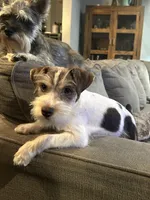 WJ, a male Miniature Schnauzer for sale in Flat Rock, AL – Photo 4 of 10