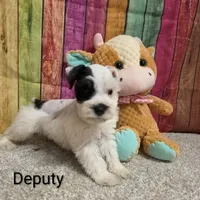 Deputy, a male Miniature Schnauzer for sale in Brooksville, FL – 2 of 2