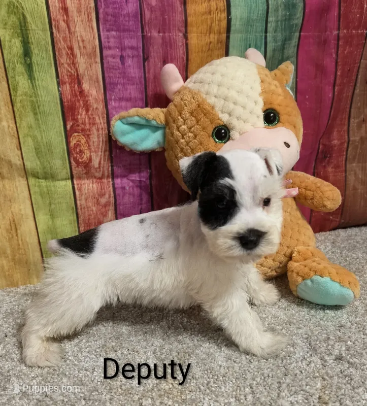 Deputy – Miniature Schnauzer puppy for sale in Brooksville, FL