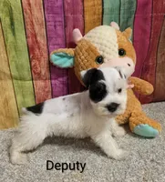 Deputy, a male Miniature Schnauzer for sale in Brooksville, FL – 1 of 2