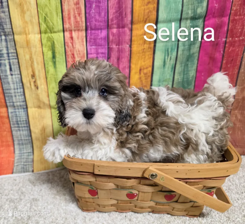 SELENA – Cockapoo puppy for sale in Brooksville, FL