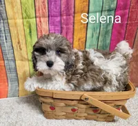SELENA, a female Cockapoo for sale in Brooksville, FL – 1 of 2