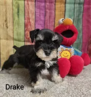 Drake, a male Miniature Schnauzer for sale in Brooksville, FL – 2 of 3