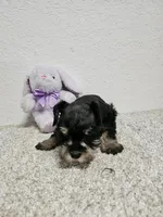 TRISH, a male Miniature Schnauzer for sale in Brooksville, FL – Photo 2 of 2