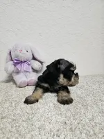 TRISH, a male Miniature Schnauzer for sale in Brooksville, FL – Photo 1 of 2