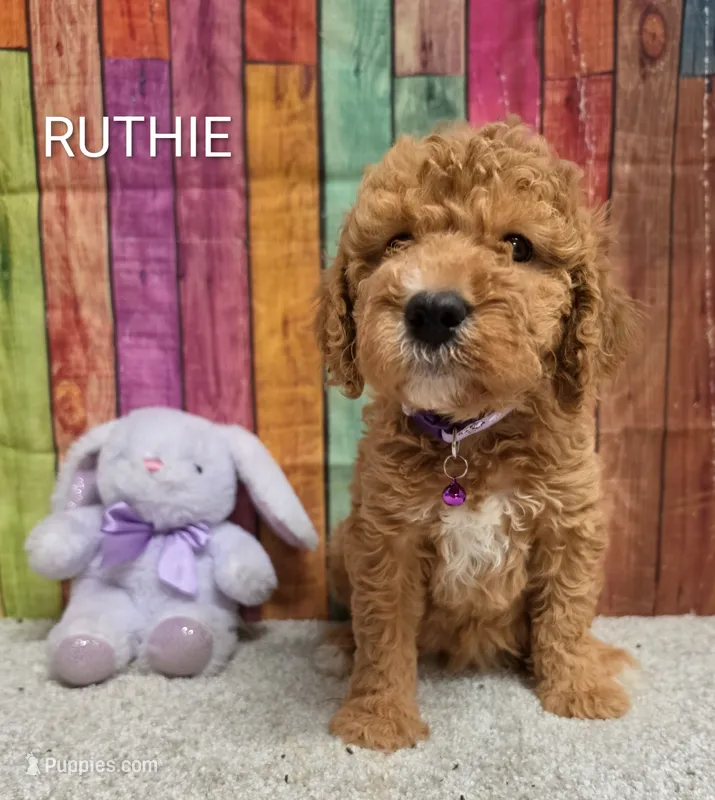 RUTHIE – Miniature Goldendoodle puppy for sale in Brooksville, FL