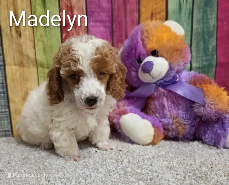MADELYN – Poodle - Miniature  puppy for sale in Brooksville, FL