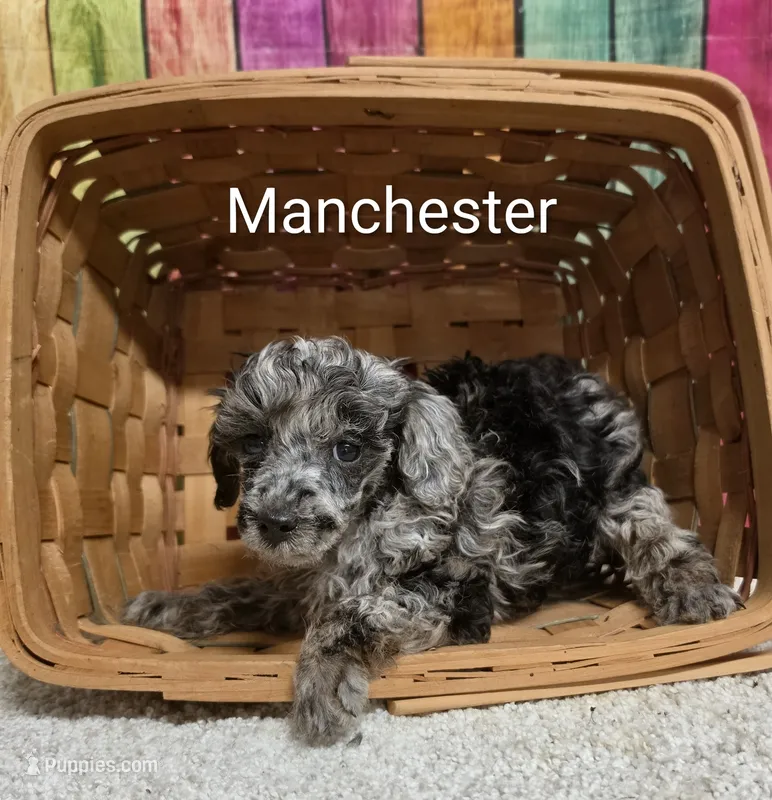 MANCHESTER – Poodle - Miniature  puppy for sale in Brooksville, FL