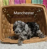 MANCHESTER, a male Poodle - Miniature  for sale in Brooksville, FL – 1 of 1