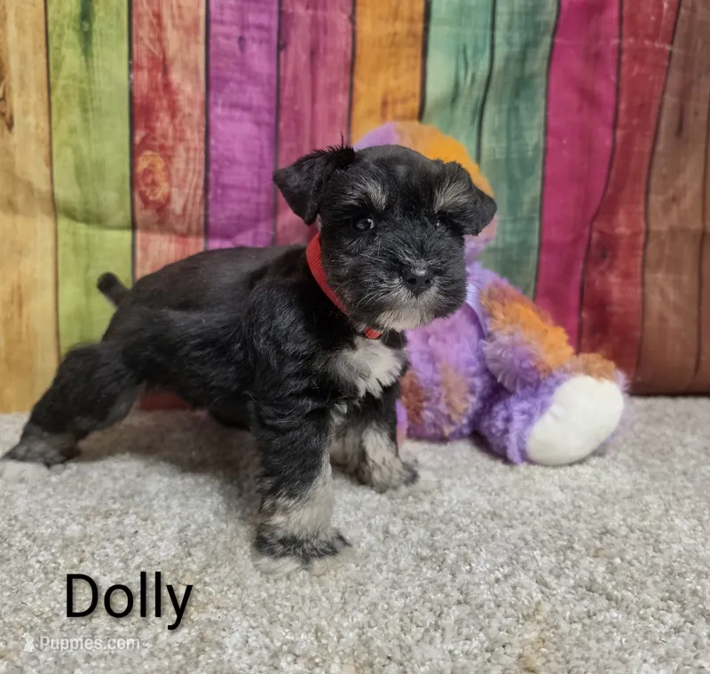 Dolly – Miniature Schnauzer puppy for sale in Brooksville, FL