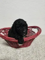 GRANT, a male Newfypoo for sale in Brooksville, FL – Photo 3 of 3