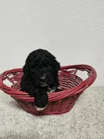 GRANT, a male Newfypoo for sale in Brooksville, FL – Photo 2 of 3