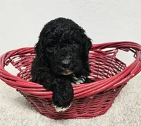 GRANT, a male Newfypoo for sale in Brooksville, FL – Photo 1 of 3
