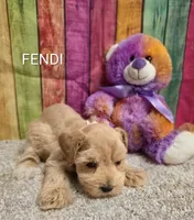 FENDI, a female Miniature Schnauzer for sale in Brooksville, FL – 1 of 1